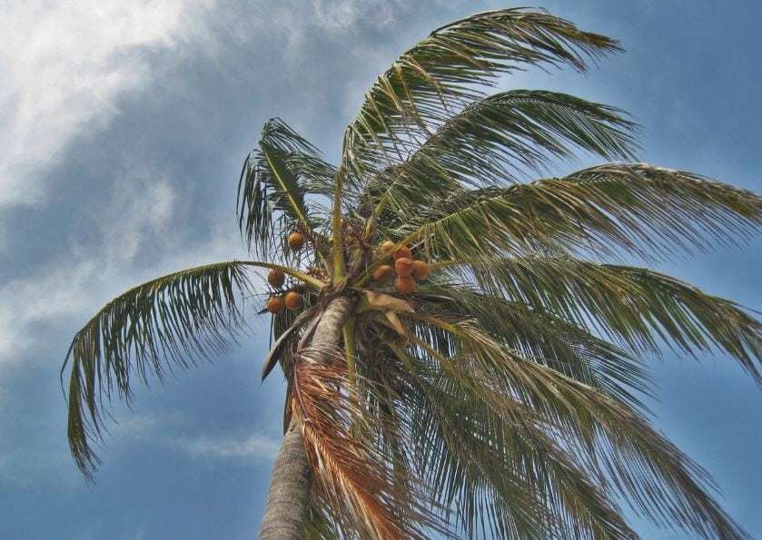 High-winds-palm-tree